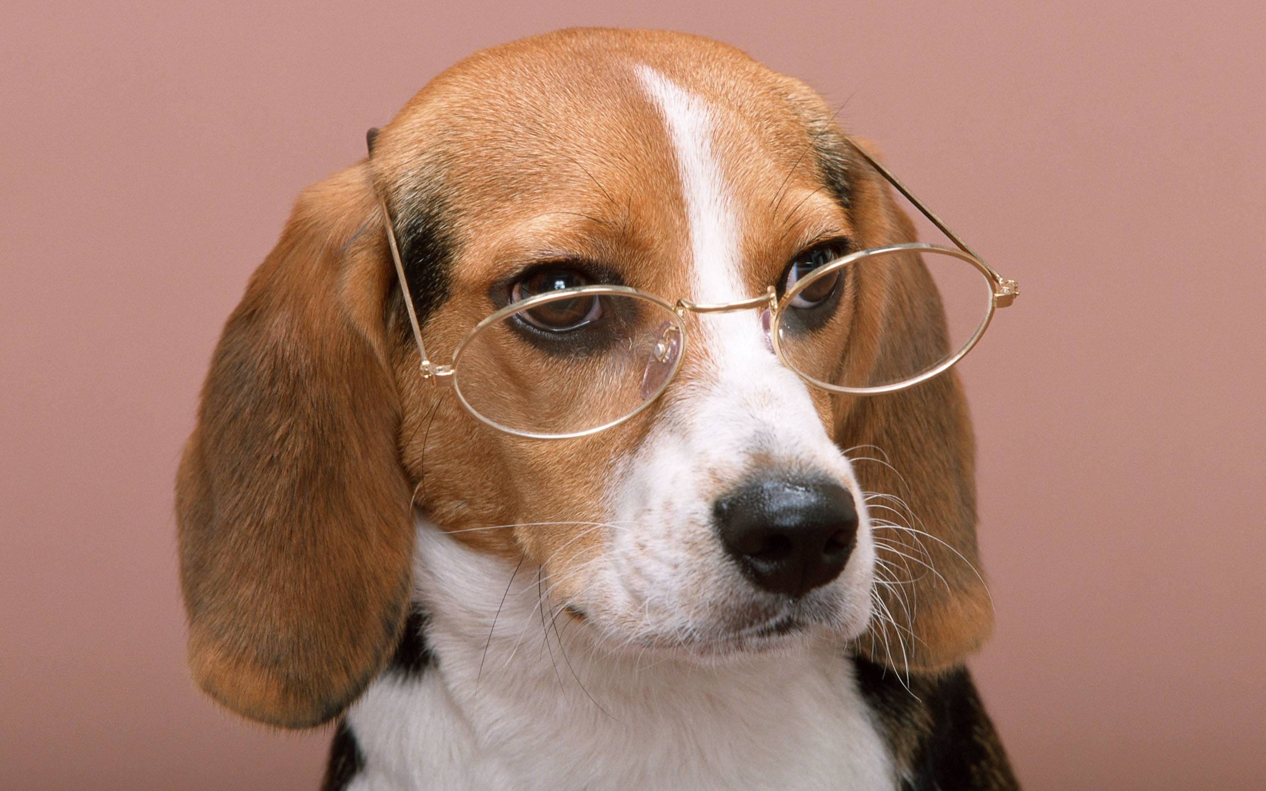 怎样养好狗养狗要注意什么,新手养狗狗该怎么养