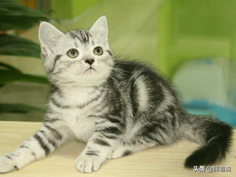 美短猫癣治愈前后的变化,美短猫癣用什么药