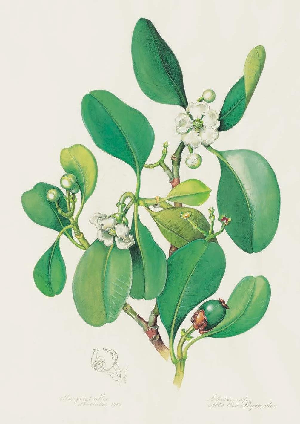 神秘的亚马逊雨林,亚马逊雨林最深处到底有多恐怖