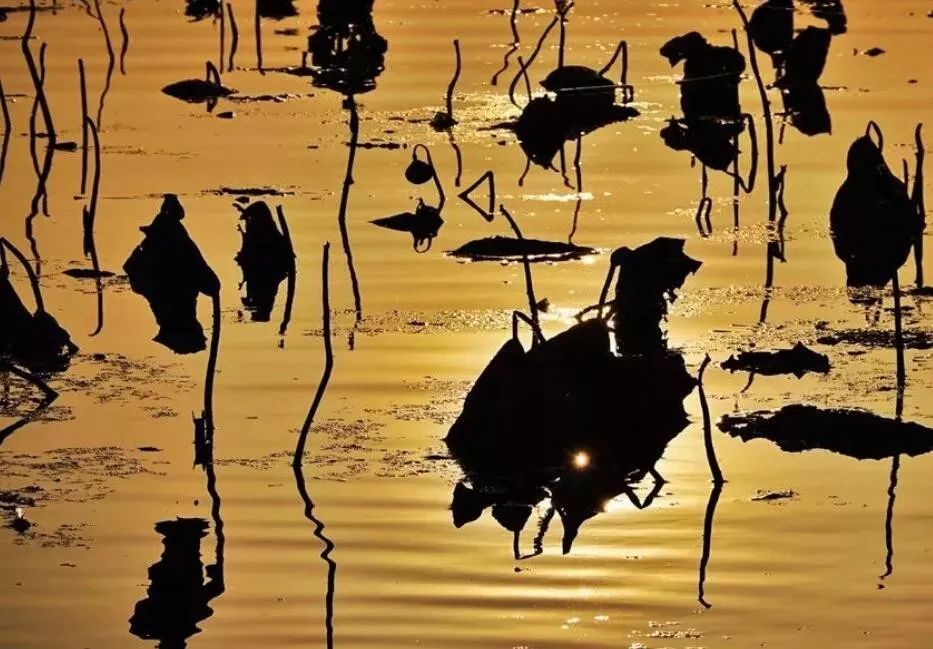 残荷七律诗100首,残荷与许日辉七律