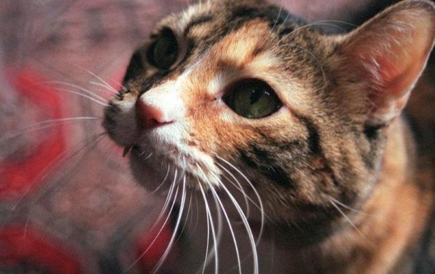 你知道猫咪的胡须为什么不能剪吗,为什么猫咪的胡须不能剪