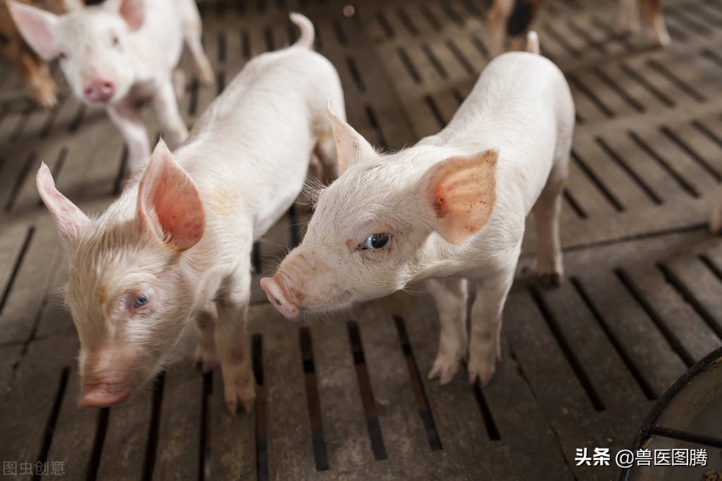 还在为小猪腹泻发愁吗，老兽医教你一招，助你轻松搞定各种拉稀