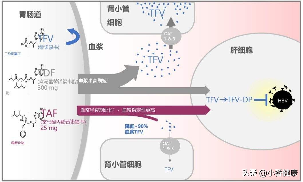 乙肝新药仿制名单和富马酸丙酚替诺福韦片