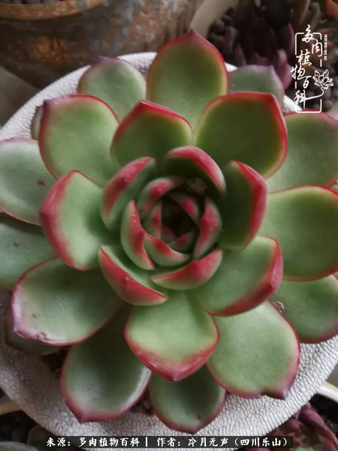 时光见证多肉故事,关于多肉的故事