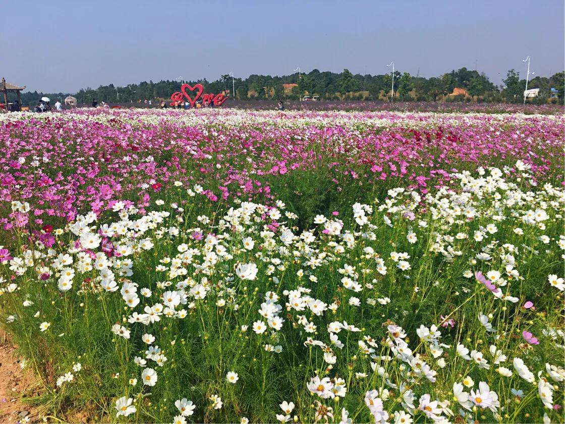 洋沙湖二日游必去景点,洋沙湖旅游在哪里