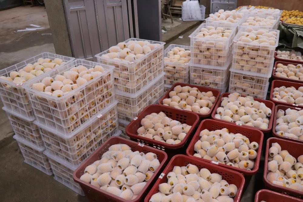 城厢区常太镇首届“壶兰耕读·云上枇杷文化节”暨第22届枇杷节来啦！快来“嗨枇”吧~