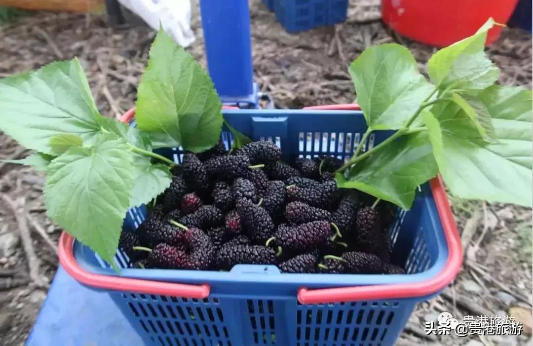 贵港周边哪里有摘桑葚,贵港附近桑葚园在哪里