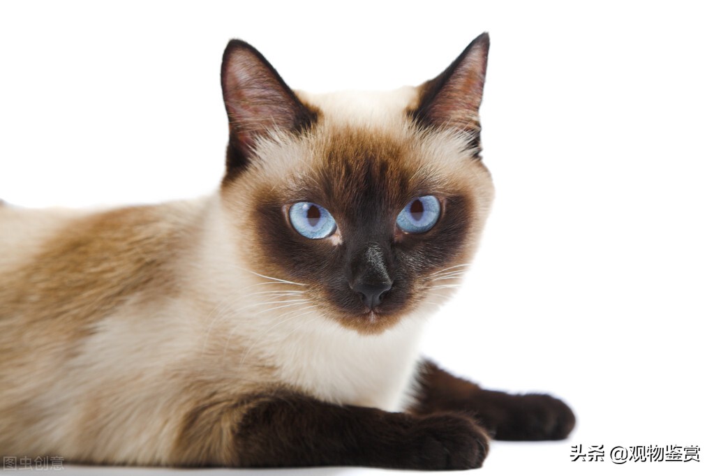 蓝白英短和暹罗猫性格,暹罗猫蓝重点色性格