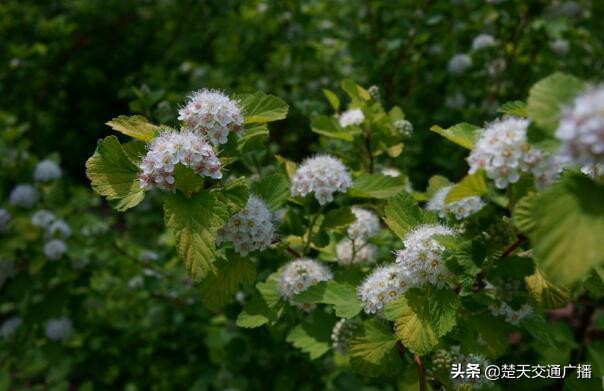 石楠花又开了,石楠花春天