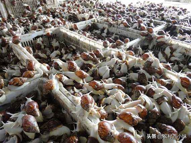 蜗牛怎么养殖挣钱吗,蜗牛怎么培养
