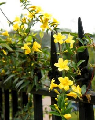 养法国香水茉莉，这么“施肥”最靠谱，叶片长得多，开花必爆盆