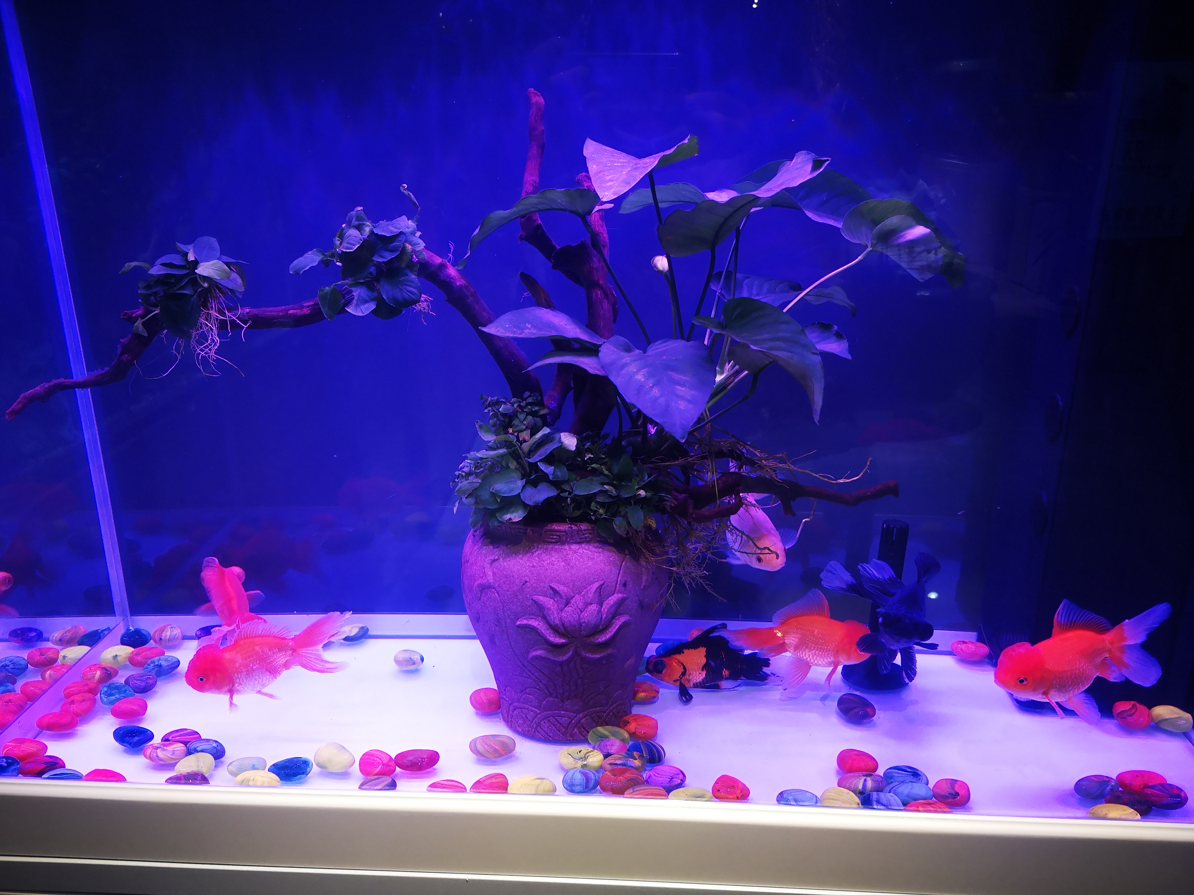 都说治疗疾病不如预防疾病，观赏鱼的疾病预防我们该从何做起？