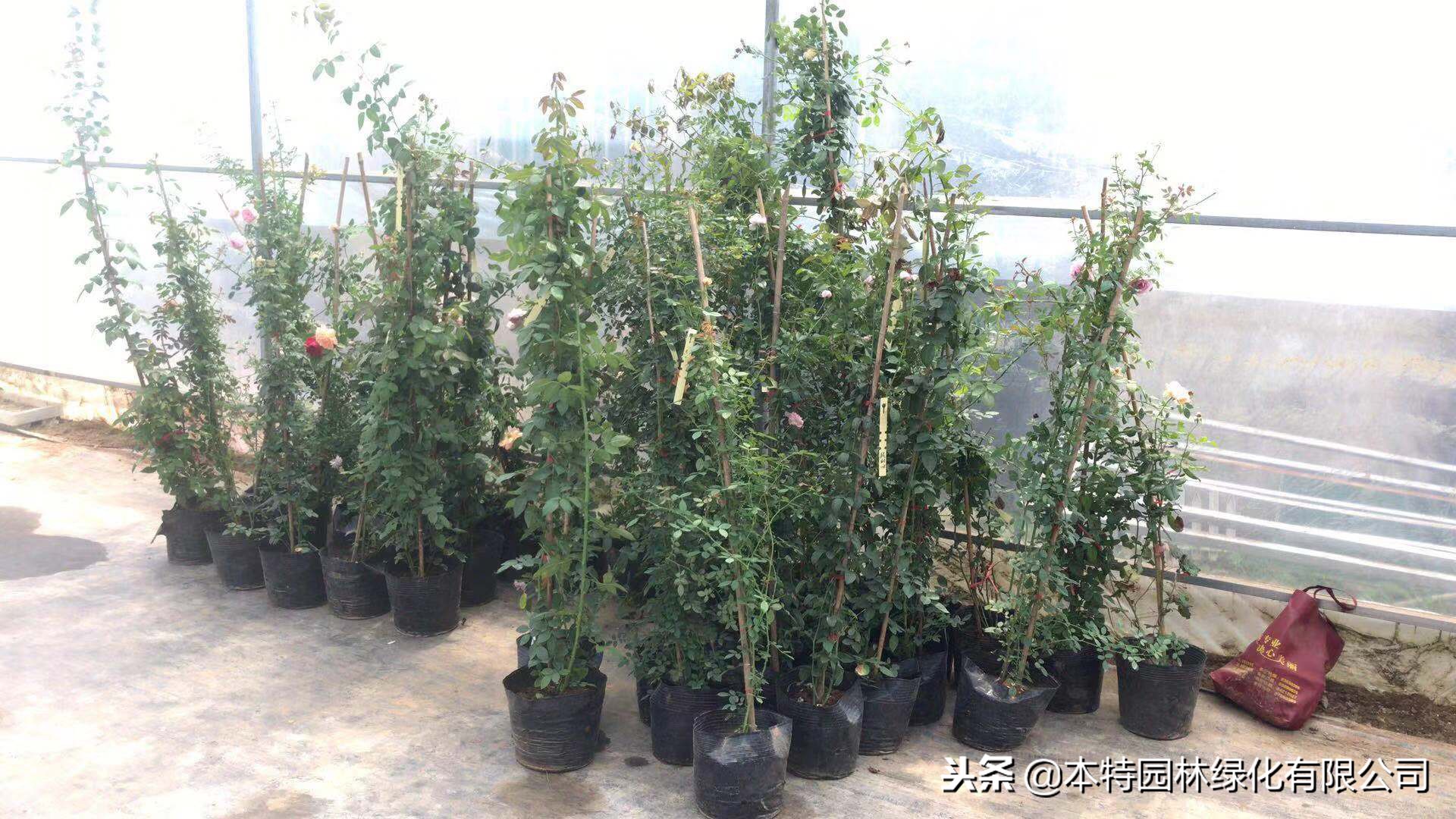 网上买的月季大苗好活吗,网购的月季大苗上盆要剪掉花苞吗