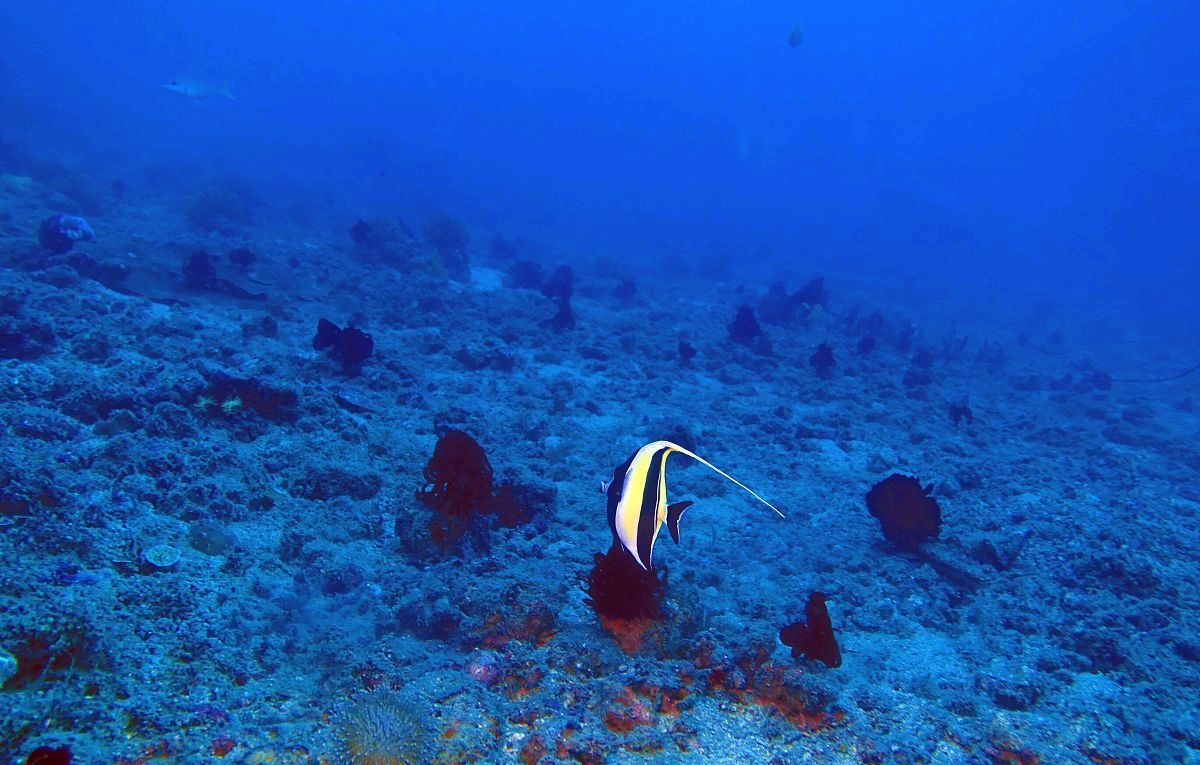 海洋也有其生命历程？“威尔逊旋回”带你领略海洋的一生