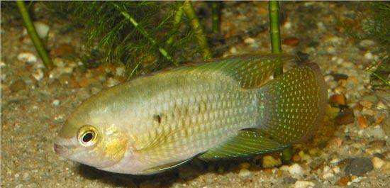 慈鲷品种,慈鲷类型