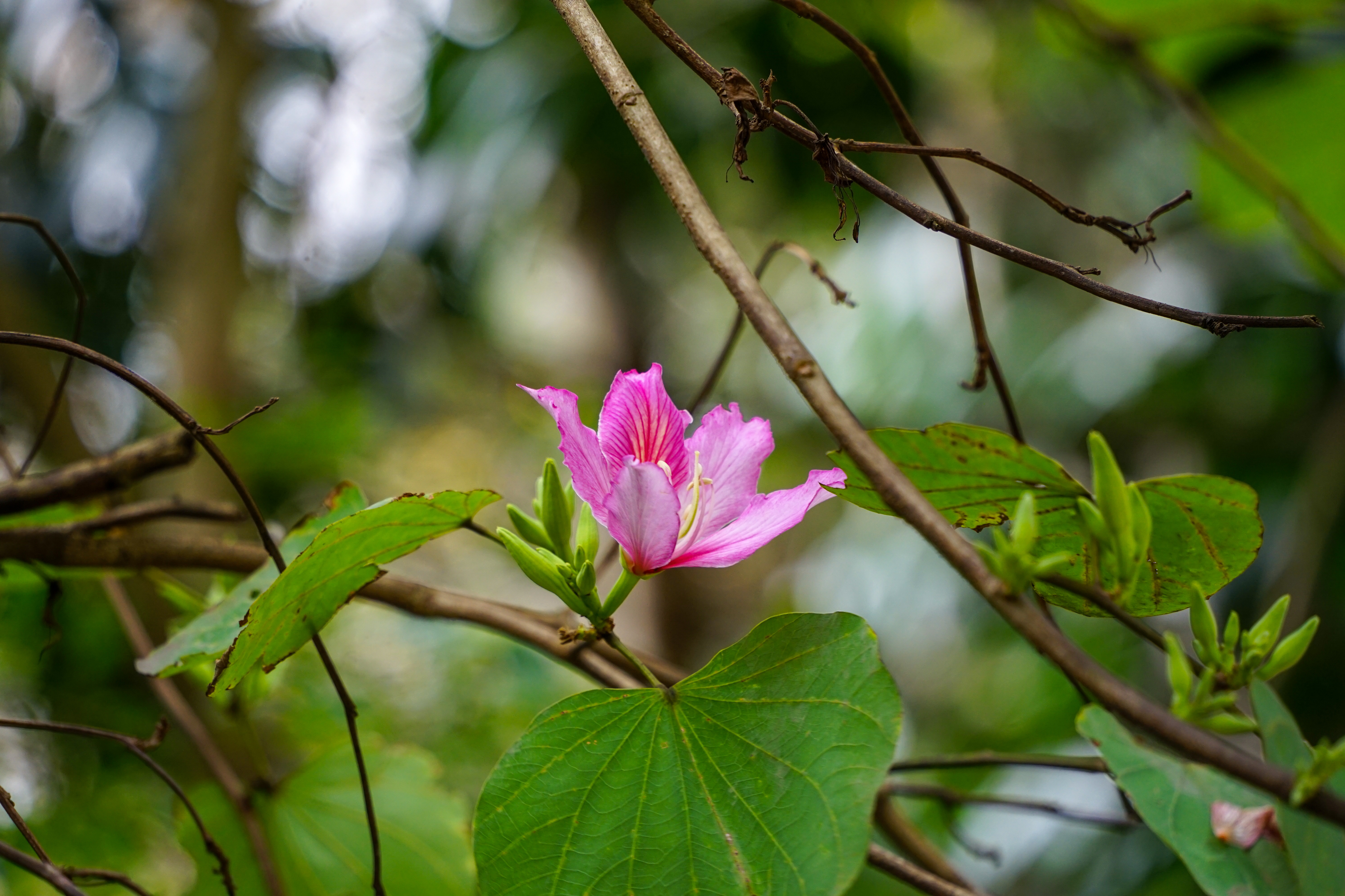 腾龙18-200f2.8佳能卡口,fe卡口f1.4副厂镜头推荐