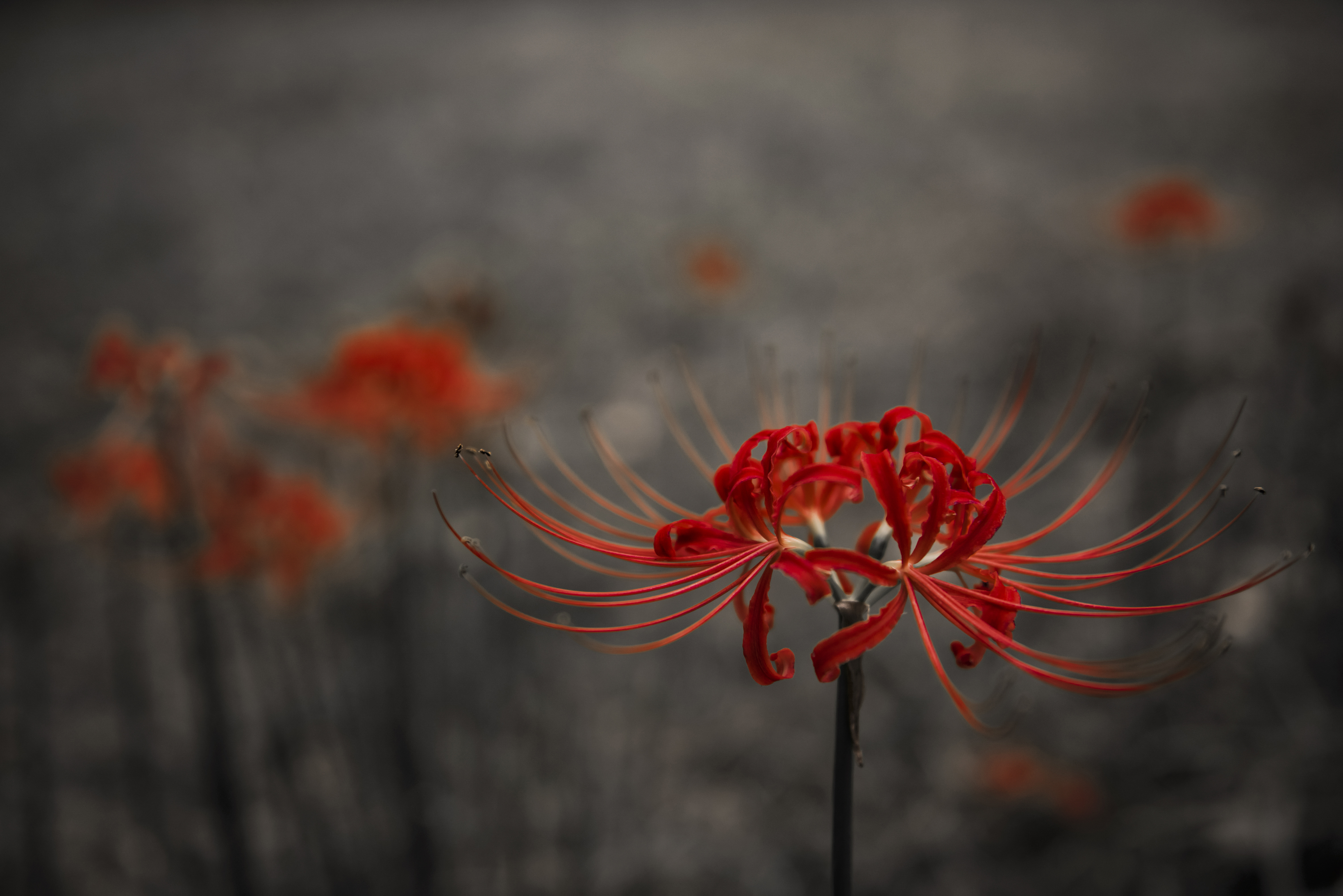 哪些花不吉利不适合养在家里,看到这10种花就买好养漂亮不怕冷