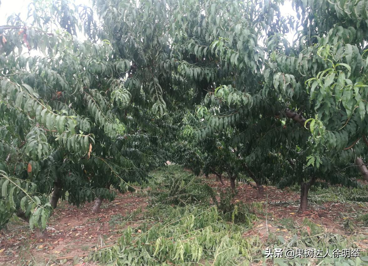 桃树产业,桃树园的发展方向