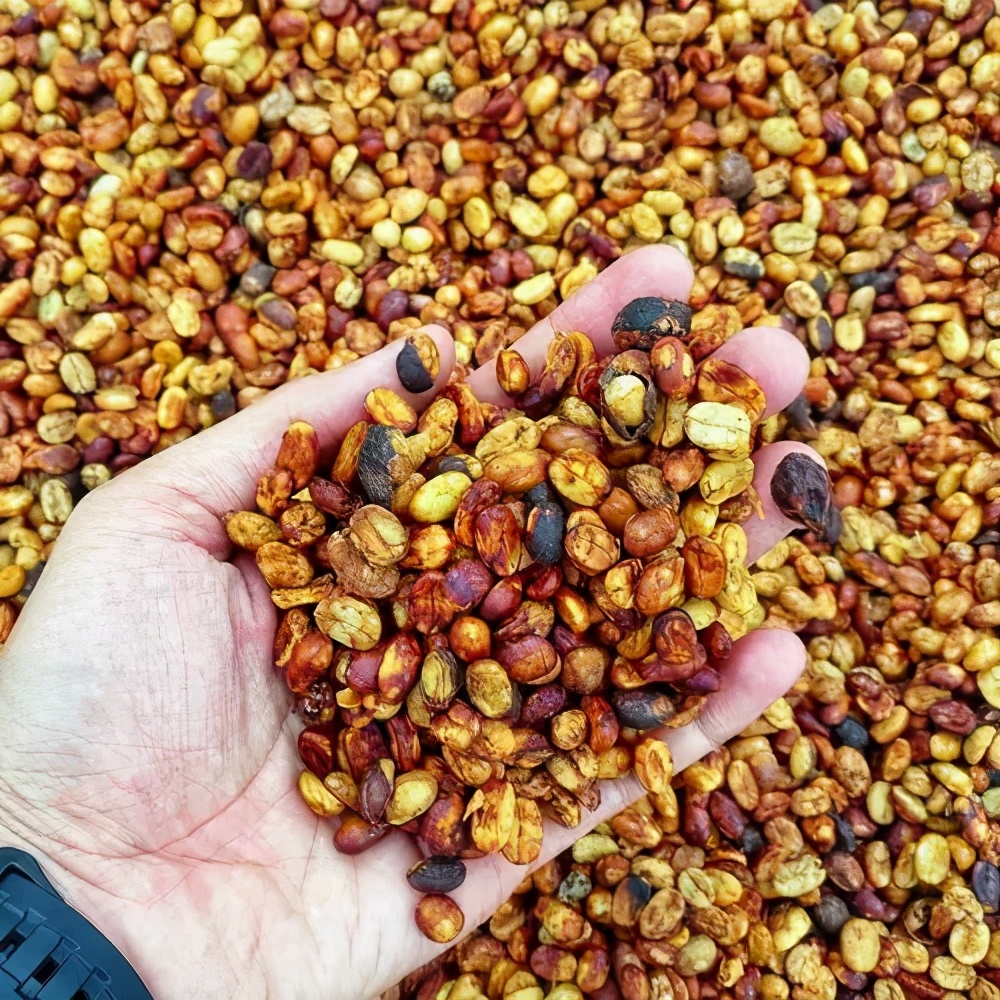 咖啡豆有多少种不同的制作方式,咖啡初学者入门认知咖啡豆