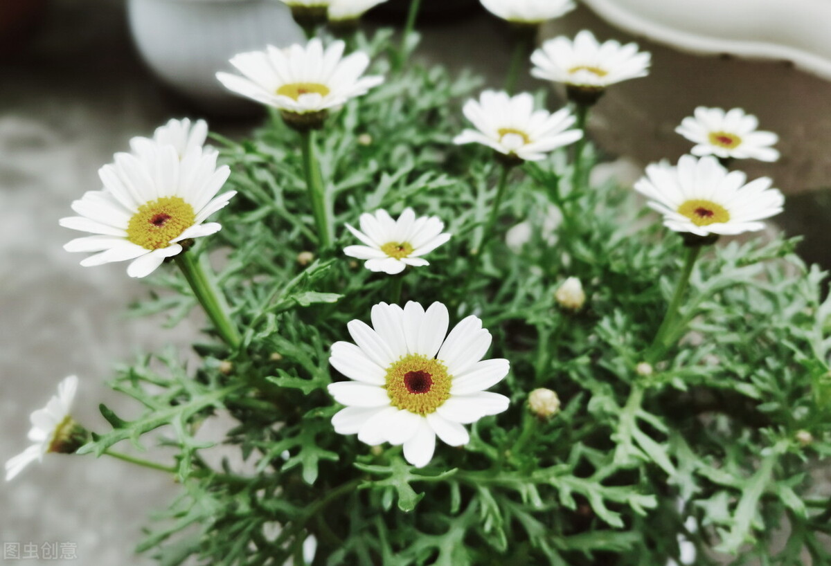 养玛格丽特,养了多年的玛格丽特