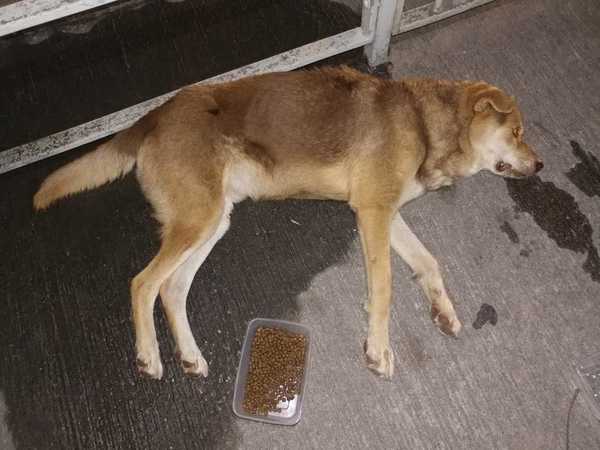 狗狗神经痛可以吃什么止痛药,狗狗一般可以吃什么止痛药