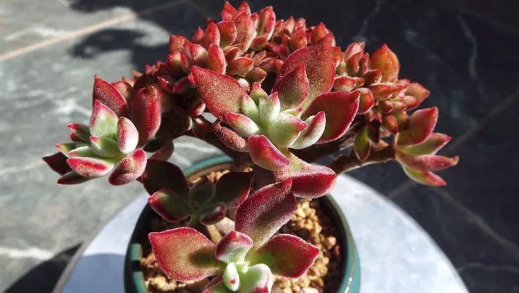 爱机车,爱多肉,宝妈花姐的诗和远方