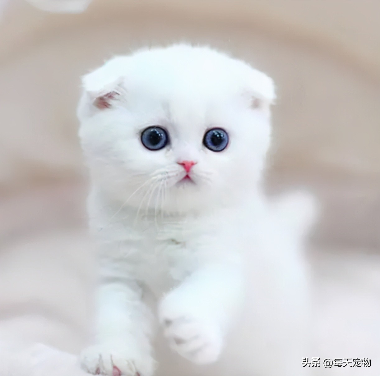 萌猫白猫,白猫的性格特点描写