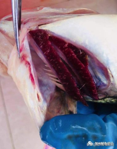 加州鲈烂身烂鳃最佳防治方法,加州鲈烂鳃怎样治疗