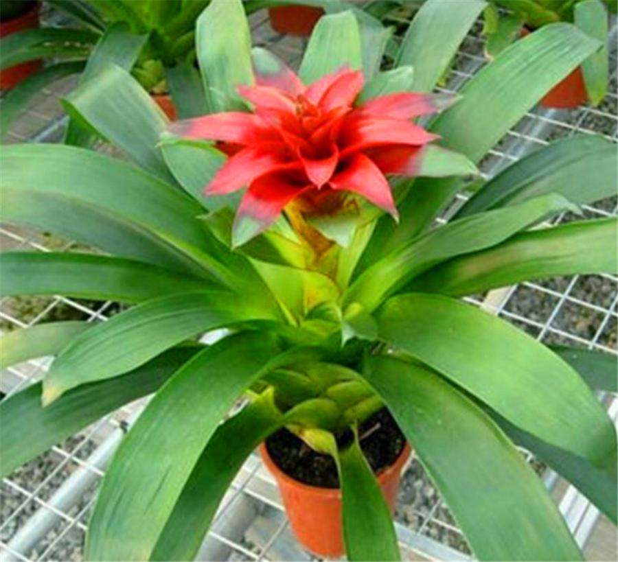 养最美年宵花鸿运当头,学会4个“巧办法”,叶子油绿开花多