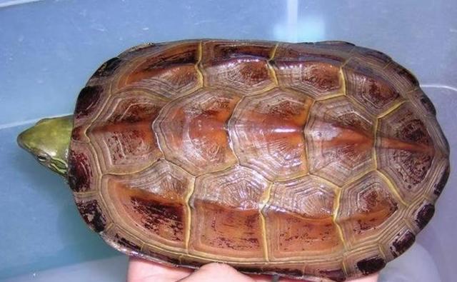 中华草龟怎么养,中华草龟怎么养最好