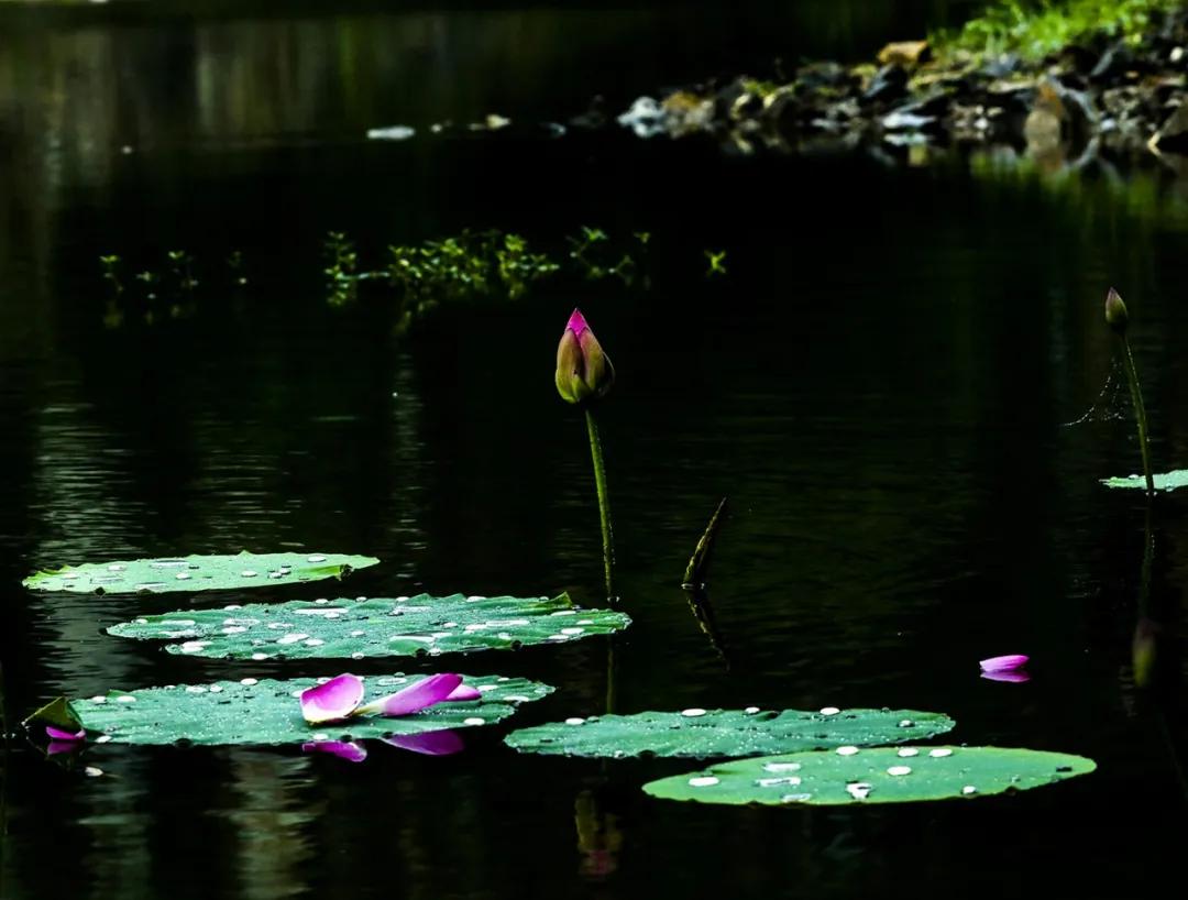 梅雨时节的铁山寺,这里藏着最美的风景