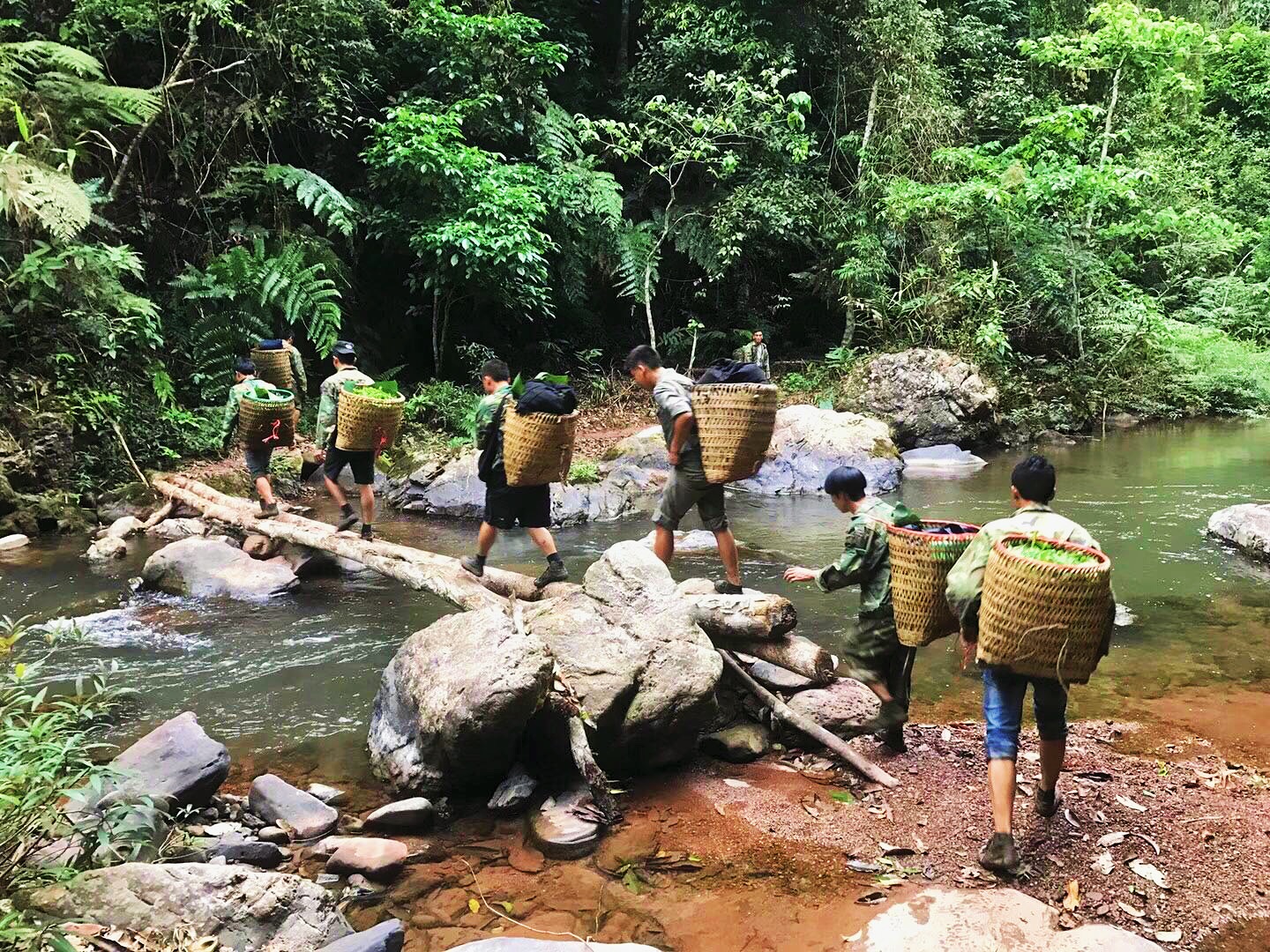 新茶上市快来选购吧,教你如何正确选购新茶