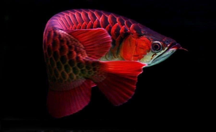 龙鱼断尾沉头的解决方法,龙鱼缩鳍掉尾