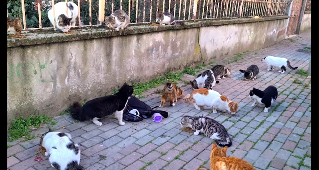 一群公猫围攻一只女猫,一群猫围殴一只猫