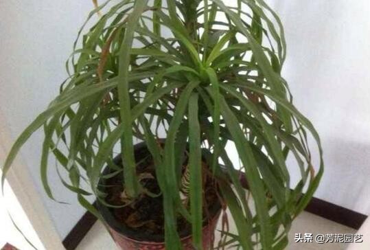 龙血树上方叶尖发黄干枯什么原因,宽叶龙血树叶尖干枯怎么救