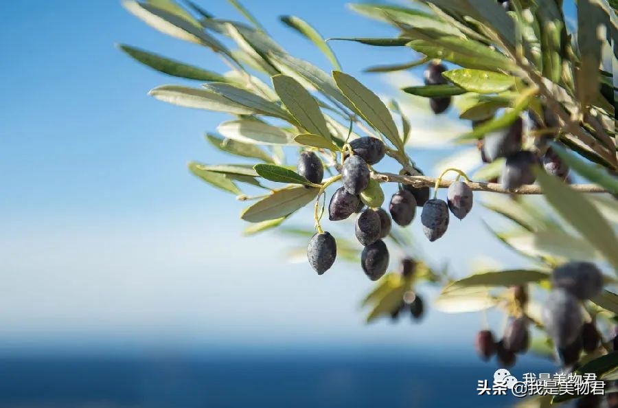 自带奶香的香水,带一点诱惑香味的香水