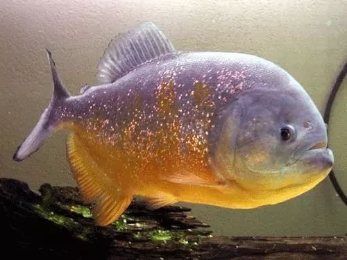 最名贵的水虎鱼排行,水虎鱼多大的好养