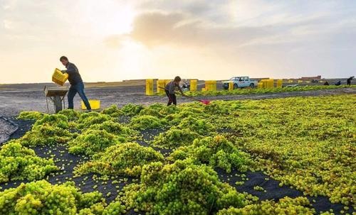 来新疆买葡萄干,去新疆不要问葡萄干多少钱一斤