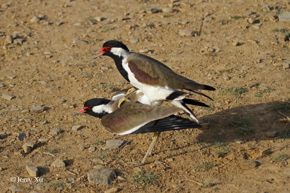 情人节,就该和爱的人*爱做**做的事