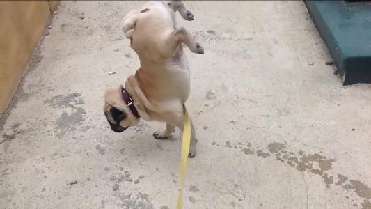 如果你有一只巴哥犬，那么不妨看看这篇文章，或许会收获许多