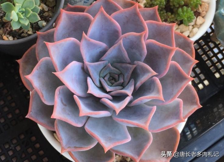 多肉露西娜怎么养,多肉露西娜养护