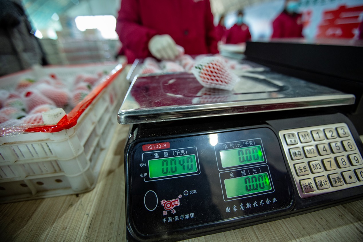 最快5小时,拼多多新农人打造丹东草莓“原产地直发”极速供应链