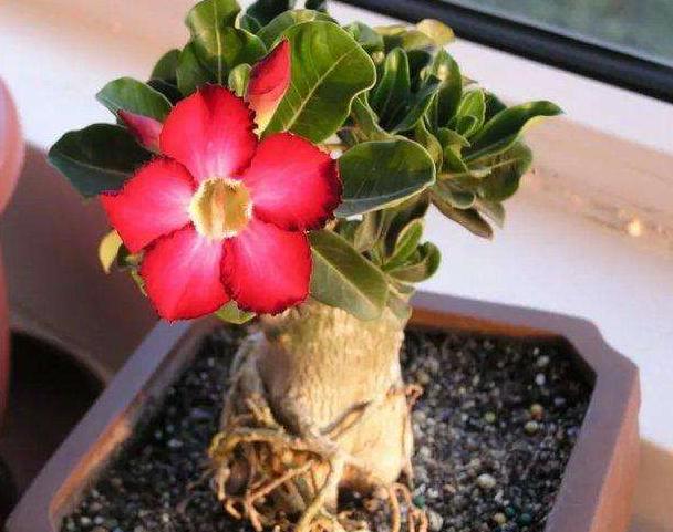 养花时三种药片的作用,养花必备3种常用药