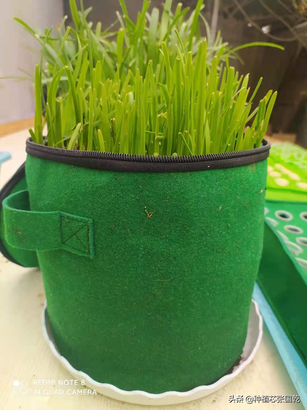 韭菜种植设计图,韭菜创意种植