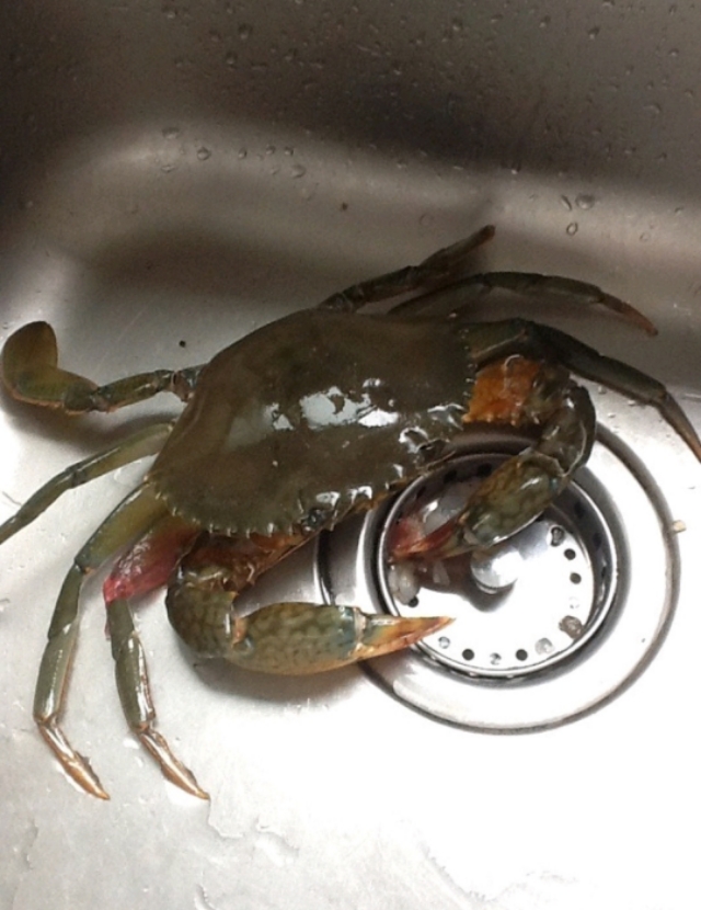 怎么区分螃蟹是否注水状态,螃蟹怎么辨别好坏