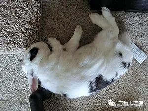 兔兔要死之前的征兆,兔兔突然死亡的原因