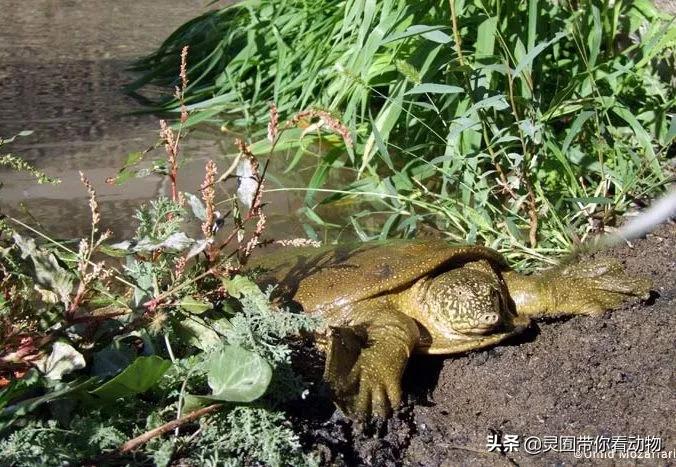 斑鳖即将灭绝人工克隆,全球仅剩3只斑鳖