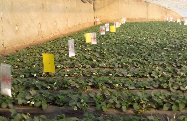 草莓正在开花有蚜虫怎么办,发现草莓上有蚜虫什么时候打药好