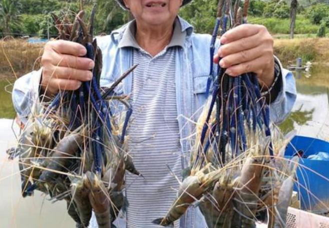 湄公河大虾现在情况怎么样,湄公河大虾泛滥却没人敢吃