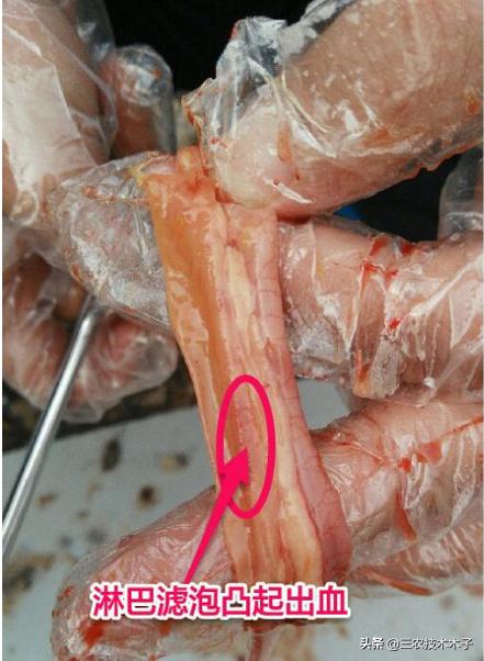 有鸡瘟咋办,鸭瘟鸡瘟最快的解决方法